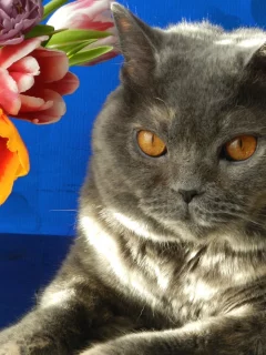 кот, взгляд, фон, кошка