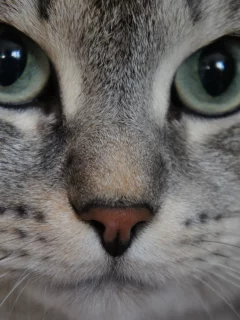кошка, животные, взгляд