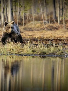 медведь, лес, водоём