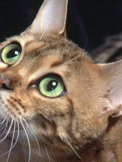 кошка, животные, взгляд, уши