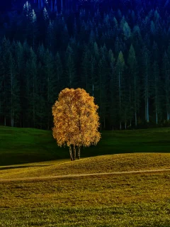 природа, лес, дерево, осень