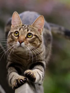 кот, взгляд, усы
