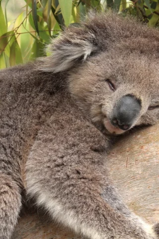 коала, дерево, спит