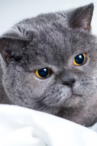 кот, серый, взгляд