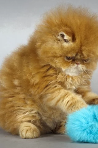 котёнок, фон, рыжий, кот, спит