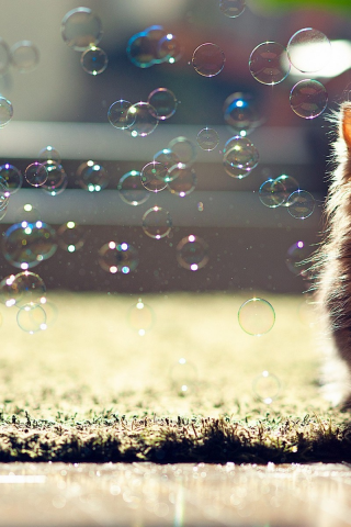 котенок, милый, мыльные пузыри