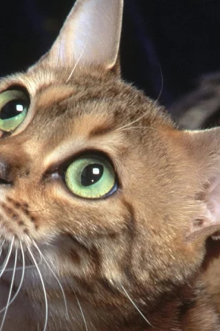кошка, животные, взгляд, уши