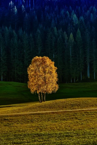 природа, лес, дерево, осень
