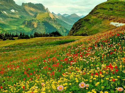 цветы, полевые, горы