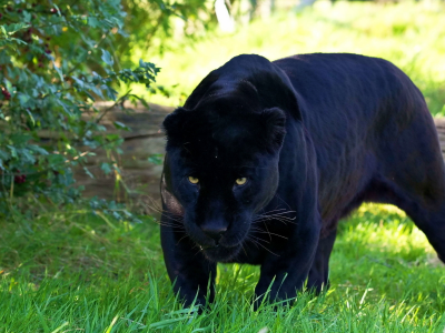 пантера, чёрная, хищник