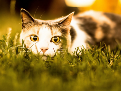 кошка, глаза, в траве