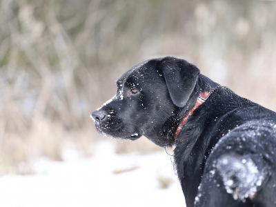 пёс, снег