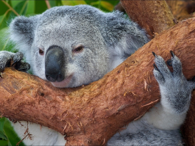 коала, дерево