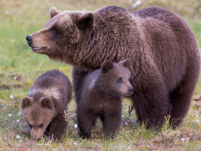 медведи, медведица, медвежата, семья