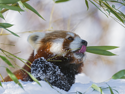 красная панда, снег, ветки