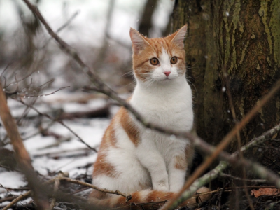 кошка, животные, взгляд