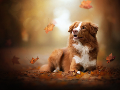 собака, осень, листья