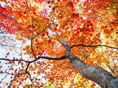 осень, лес, листья