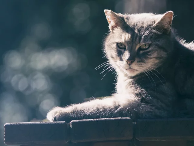 кот, взгляд, животное