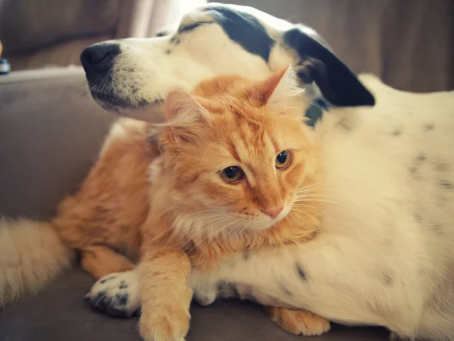 кошка, собака