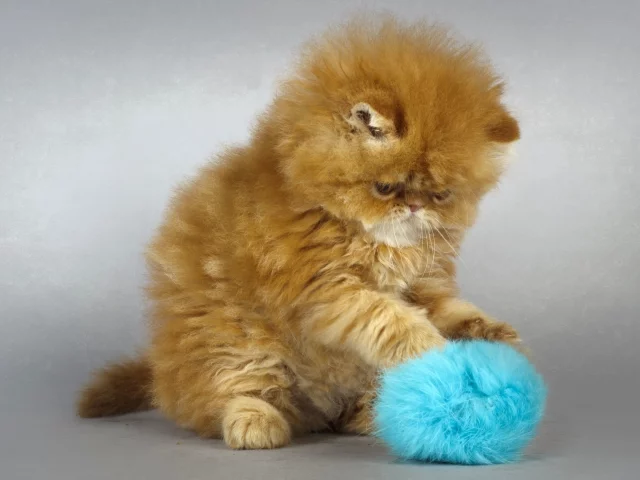 котёнок, фон, рыжий, кот, спит
