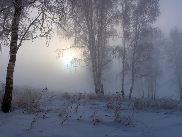 зима, снег, туман, деревья