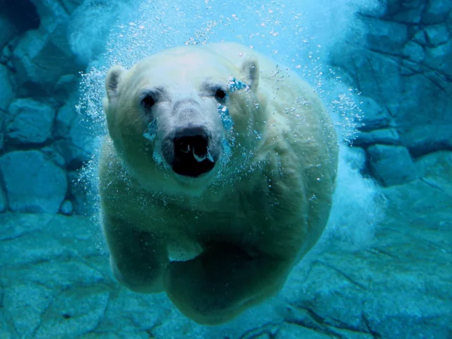 белый медведь, под водой