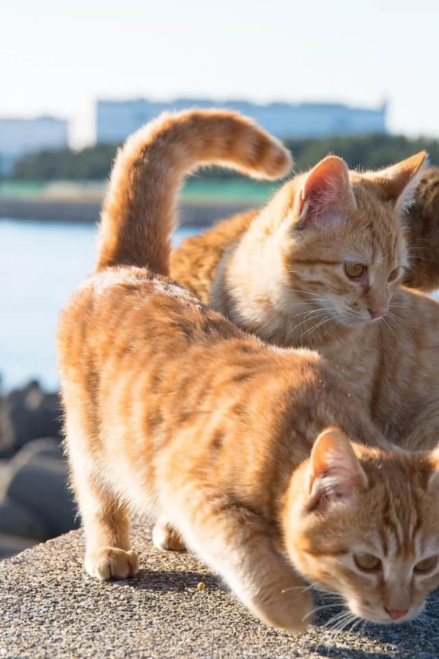 коты, хвосты