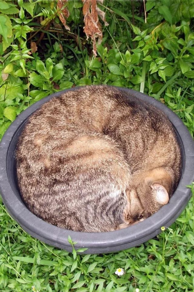 кот, трава