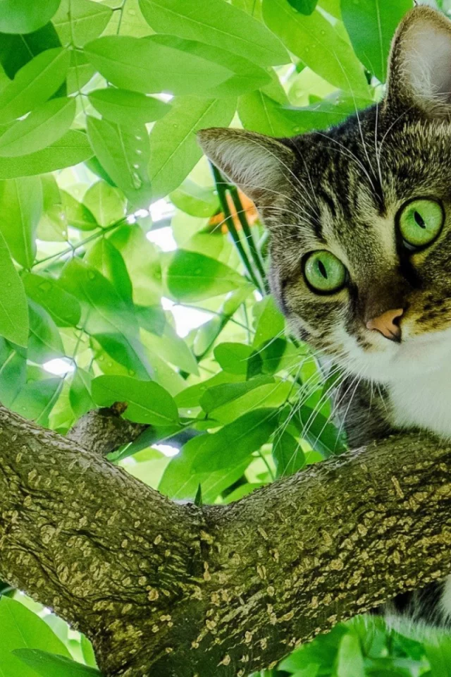 кот, взгляд, животное, на дереве