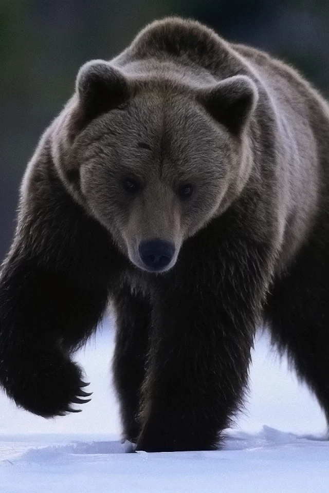 медведь, животные, снег