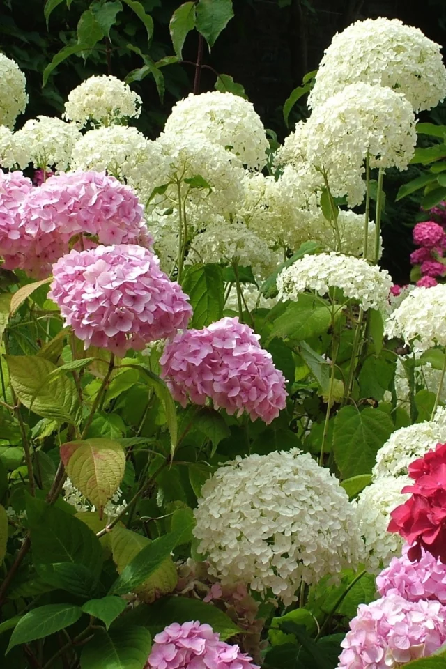 гортензия, цветы, клумба