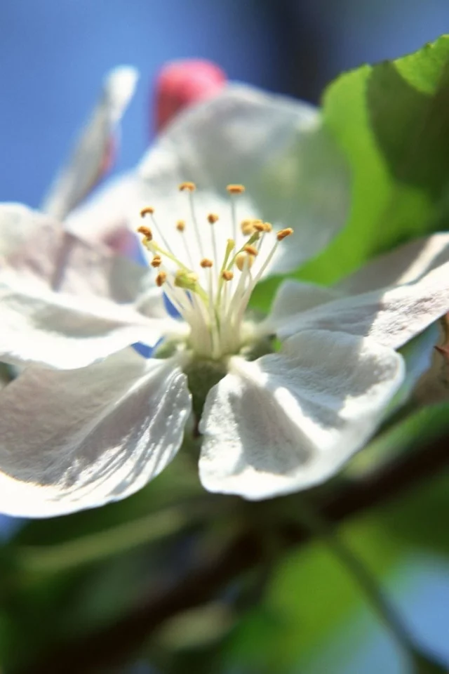 природа, цветы
