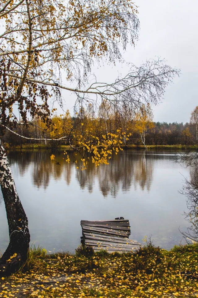 деревья, вода