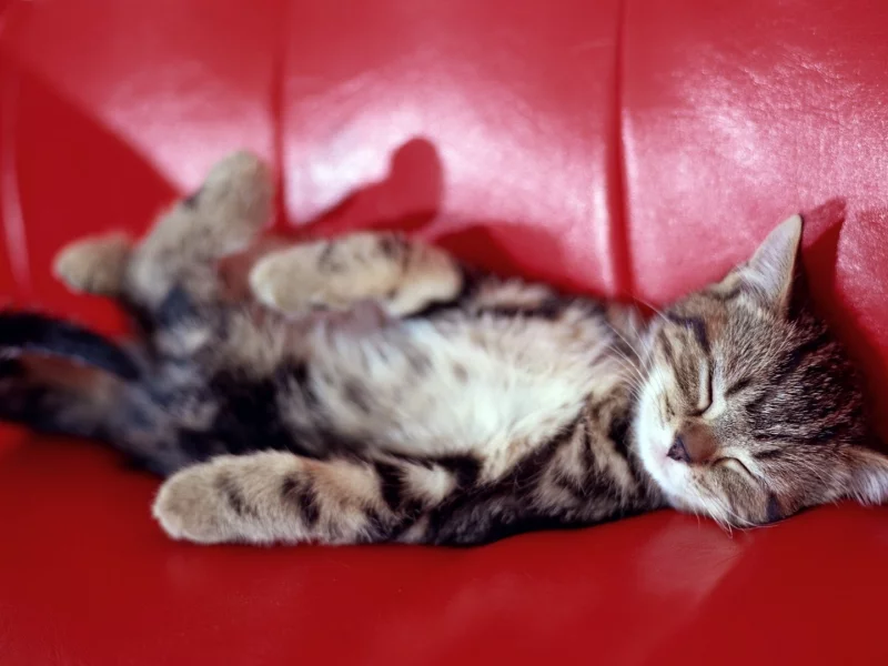 котёнок, взгляд, усы