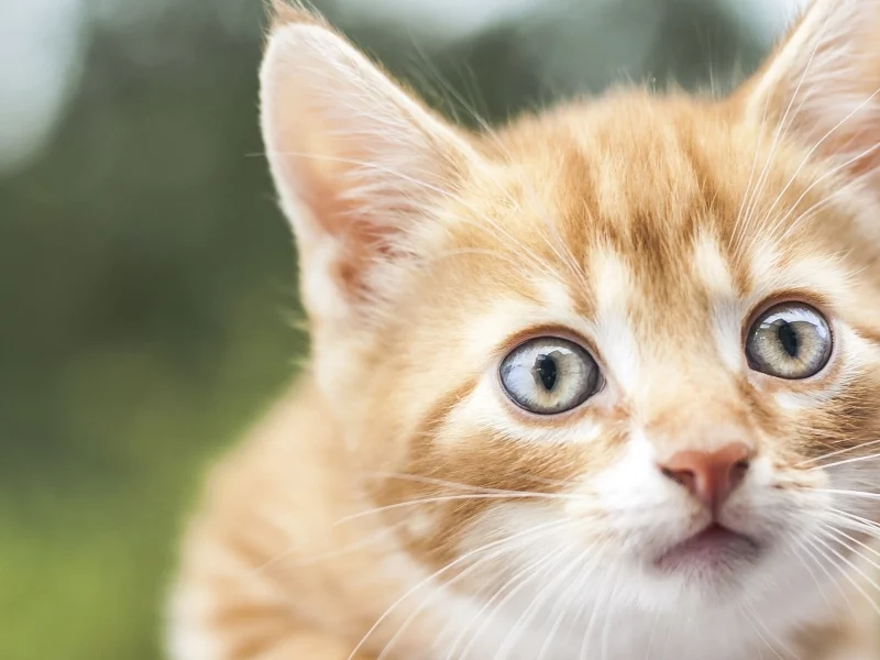 котёнок, рыжий, взгляд