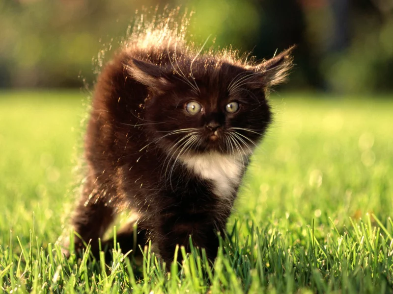 котёнок, маленький, шерсть дыбом