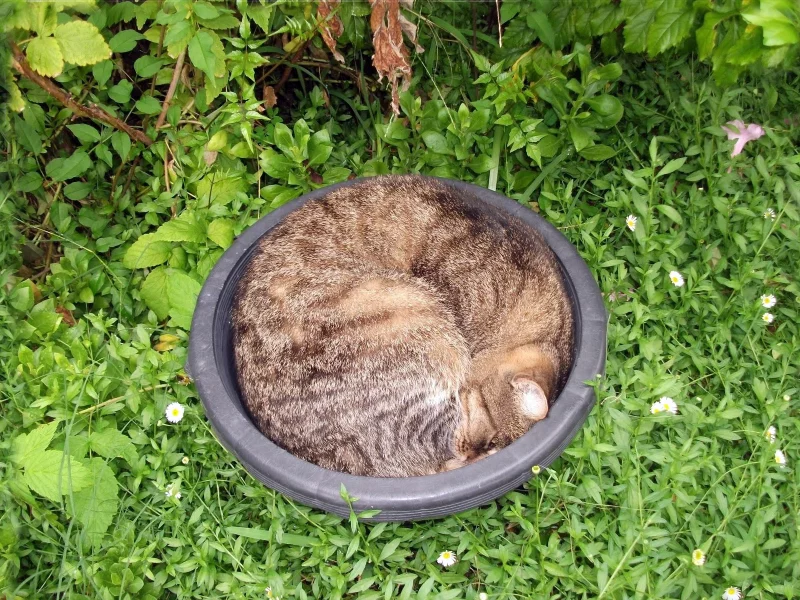 кот, трава