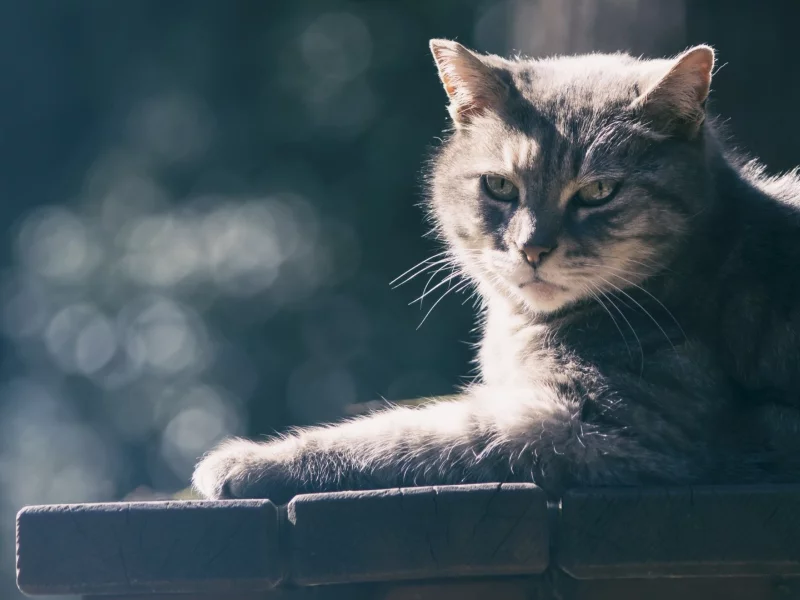 кот, взгляд, животное