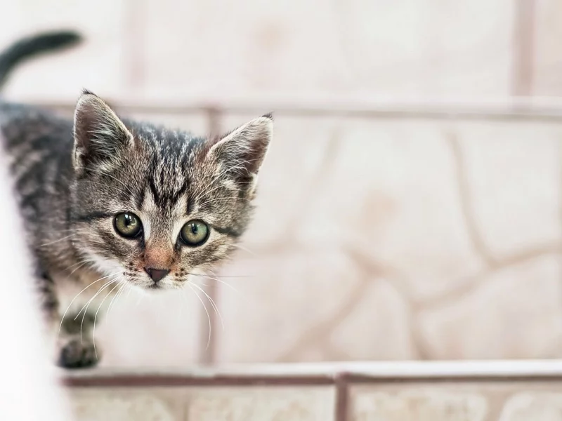 котёнок, маленький