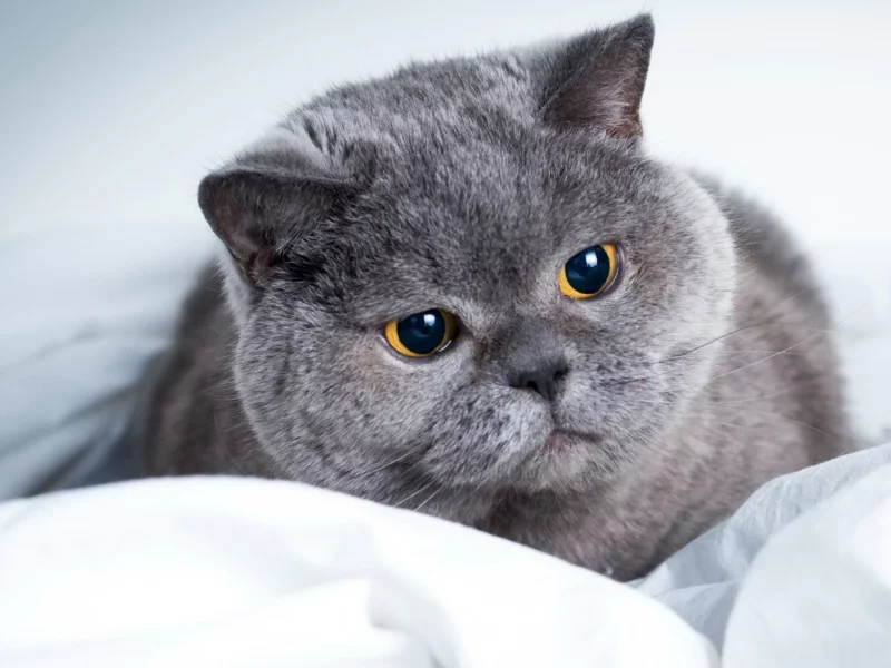 кот, серый, взгляд