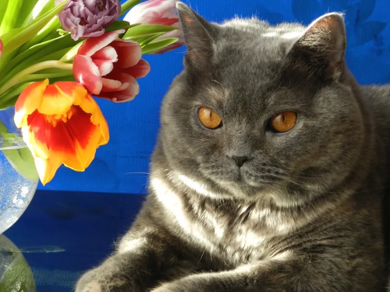 кот, взгляд, фон, кошка