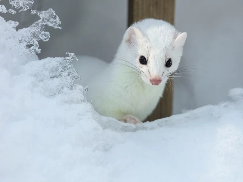 ласка, зима, снег
