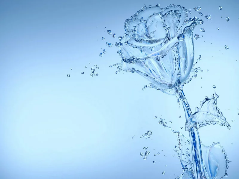 цветок, роза, вода, капли, прозрачность
