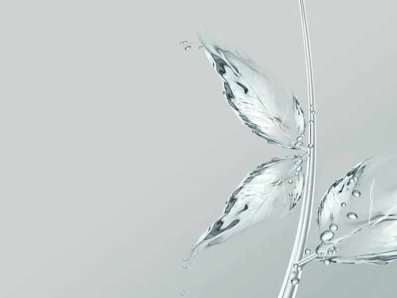 листья, вода, капли, прозрачность