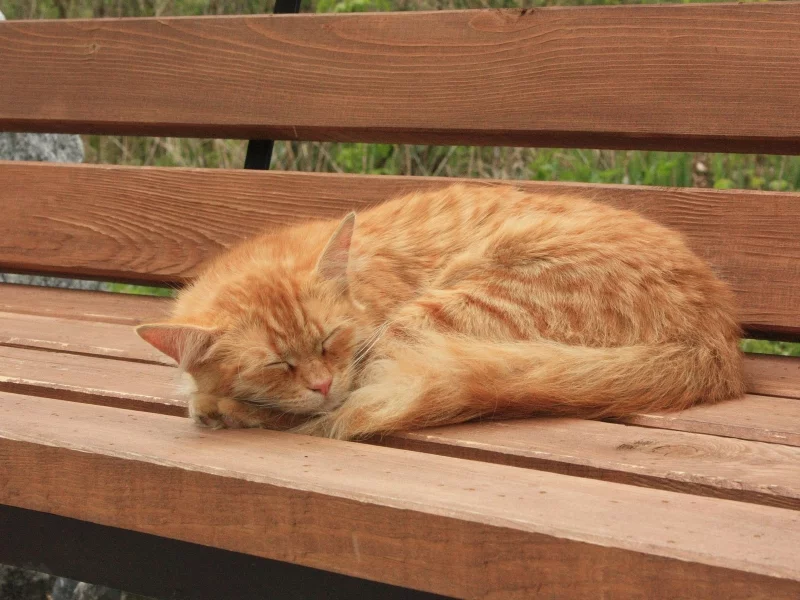 кот, рыжий, спит
