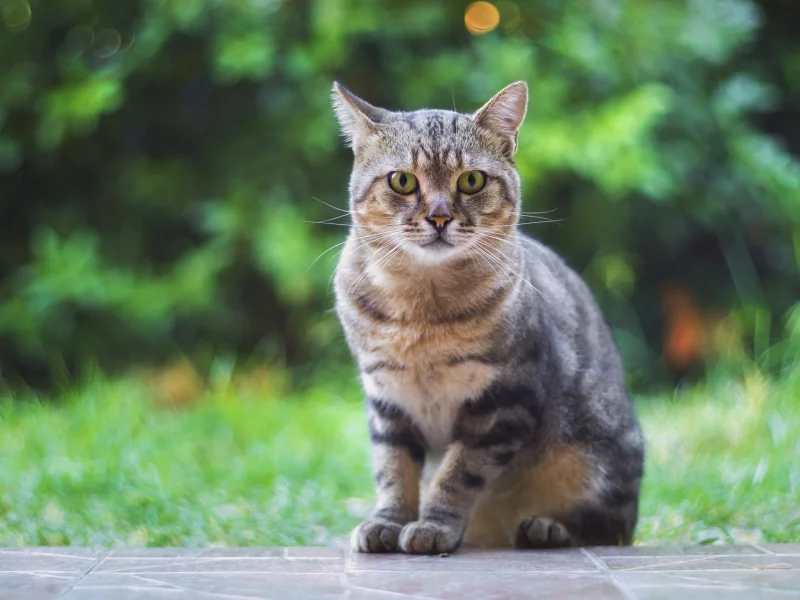 кошка, животные, взгляд