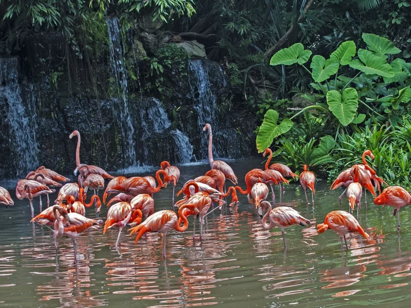 ламинго, озеро, природа