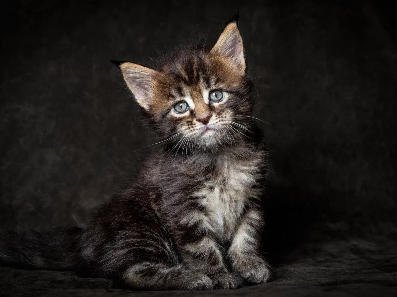котёнок, маленький, взгляд