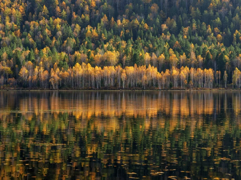 лес, озеро